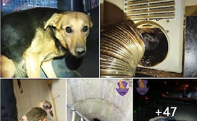 В селе на Обуховщине спасли кошку, а в Обухове помогли псу