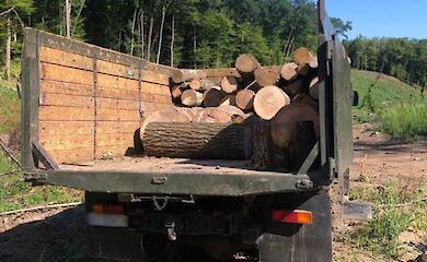 На Обухівщині незаконно вирубали ліс на 1,3 мільйона гривень: справу передано до суду