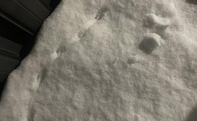 Таинственные следы в Вышгородском районе: что за животное их оставило