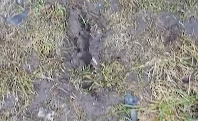 Незваный гость на огороде: что разрывает землю в зимнее время