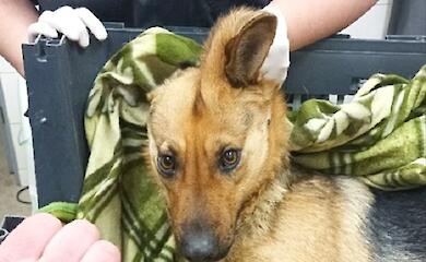 Трагедия на Обуховщине: собаку сбила машина, спасти не удалось