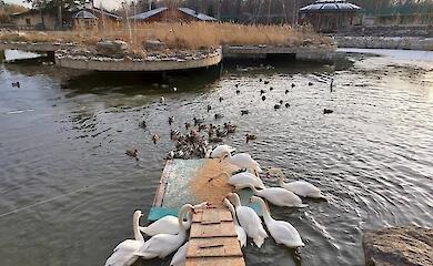 Будущее под угрозой: уникальный приют для лебедей в Межигорье могут закрыть