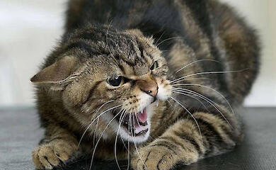 В Ржищеве зафиксирован случай бешенства: введены карантинные ограничения