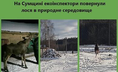 Экоинспекторы освободили молодого лося, которого незаконно держали в неволе