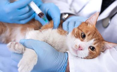 В Обуховской громаде проведут вакцинацию домашних животных против бешенства