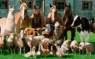 В Обуховской громаде ввели новые правила содержания домашних животных