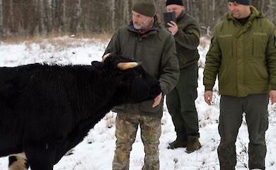 Одичавшие коровы Чернобыльского заповедника успешно пережили зиму