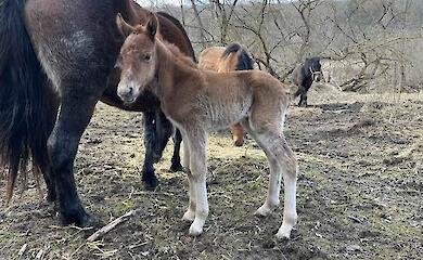 В Щербатых Цуглях родился первый жеребенок нового поколения