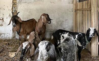 Козью ферму в селе на Обуховского района откроют для туристов - предлагают вкусный сыр и общение с козлятами