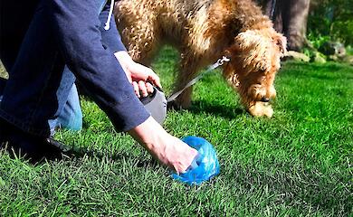 Обновленные правила содержания домашних животных утвердили в Обухове