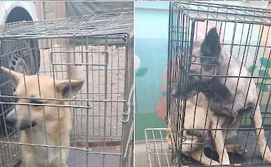 В Украинке простерилизовали еще 12 бездомных животных