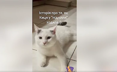 У Боярці рятувальники визволили кота, що застряг під підлогою
