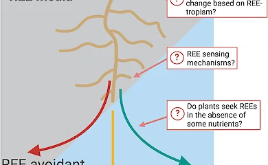 Как растения могут помочь в переходе к зеленой энергетике