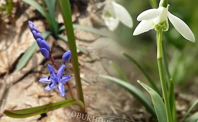 В Обухове будут бороться с незаконным сбором и сбытом первоцветов