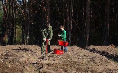 В Богуславе высаживают новый лес вместо поваленного буреломом