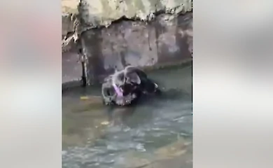 Киевские спасатели достали пса из подземелья Лыбеди