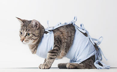 3 апреля в Ржищеве будет проводиться стерилизация животных