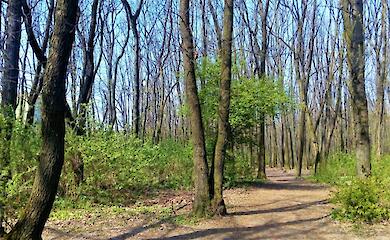 Зроби перший крок - протопчи свою еко-стежку Обуховом