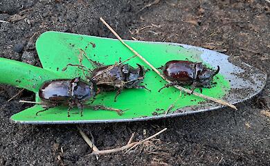 Садовник из Бучи нашел жуков-носорогов у себя во дворе