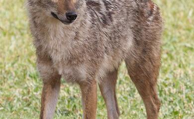 Есть ли в Обуховском районе шакалы: отвечает эксперт