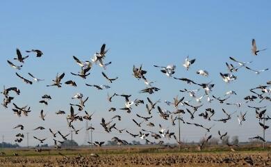 На Обуховщине проведут плановое отпугивание птиц: где и когда будет громко