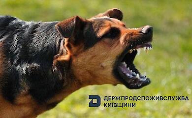В селе вблизи Обухова обнаружено бешенство у собаки: объявлен карантин