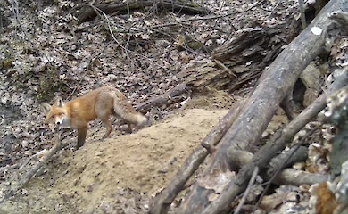 Жизнь дикой лисы в Голосеевском парке попала на видео