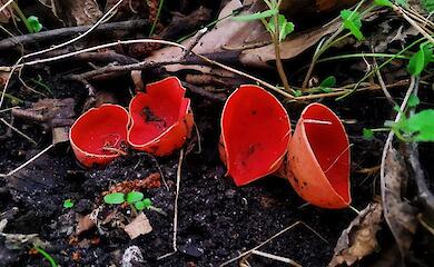 В весеннем лесу под Германовкой зацвели "грибные цветы" - саркосцифы