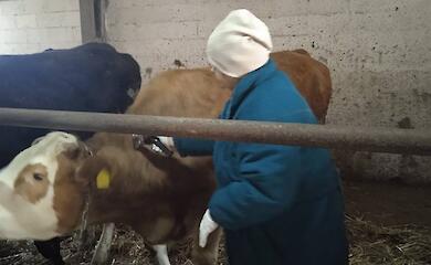 В Обуховском районе проверяют скот на туберкулез и вакцинируют животных от бешенства