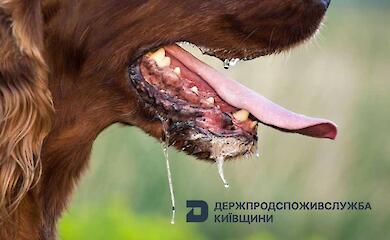 В селе возле Обухова обнаружили бешенство у собаки - принимаются меры