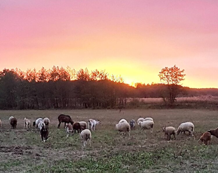 ТОП идей для отдыха на фермах Киевщины: 4 из них недалеко от Обухова