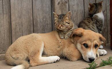 Гуманно и с умом: как Обухов борется с проблемой бездомных животных