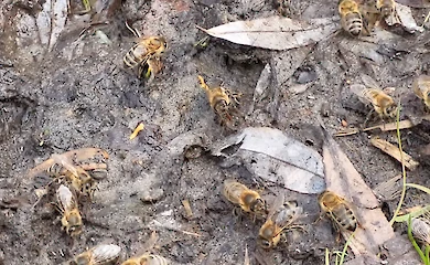 Насекомые ищут воду: в столице зафиксировали пчелиный водопой