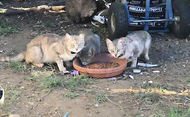 Коты не виноваты: как сотрудничество с общинами уменьшает количество бездомных животных