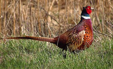 Фазан с сюрпризом: на Обуховщине заметили охотничьего гибрида