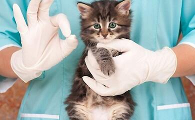 В Обуховской громаде проведут прививки домашних животных против бешенства: где и когда