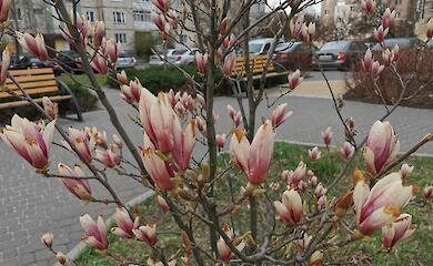 Цветущие магнолии в Обухове померзли из-за арктического холода впервые за много лет (фото)