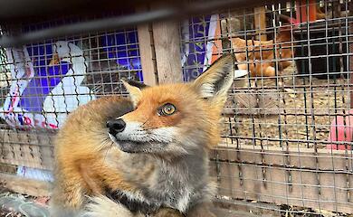 В Обухівському районі визволили з пастки та випустили лисицю