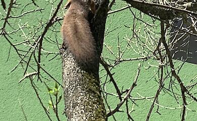 На улицах Ирпеня заметили серую белку - горожане спорят о ее происхождении