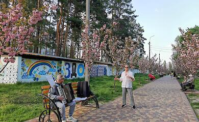 Телепорт в Японию: на аллее в Обухове расцвели сакуры (ФОТО)