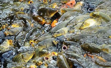 На Обуховщине браконьер наловил рыбы на более 380 тысяч гривен