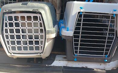 В Украинской общине продолжают стерилизовать бездомных животных