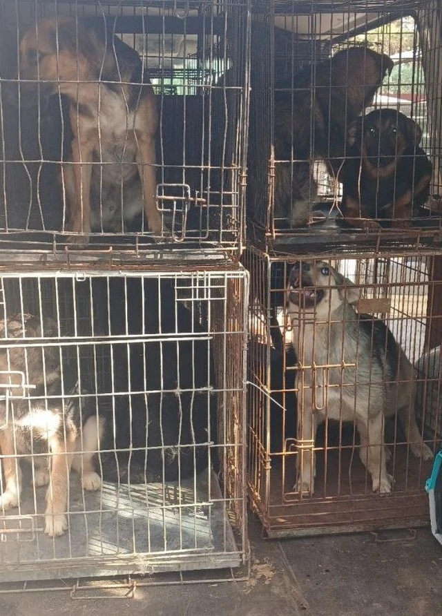 В Украинской общине продолжают стерилизовать бездомных животных