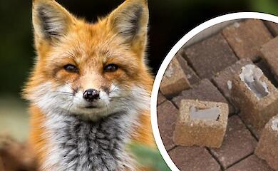 В Обуховском районе будут вакцинировать диких животных против бешенства - жителей просят не трогать вакцину