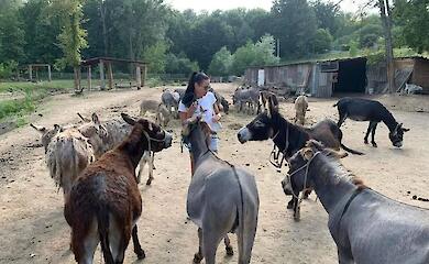 Ослиная ферма возле Обухова снова принимает посетителей