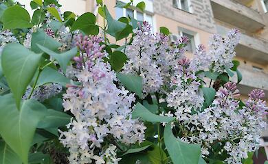 Сиреневый бум в Обухове: почему не стоит срывать цветущие ветки (ВИДЕО)