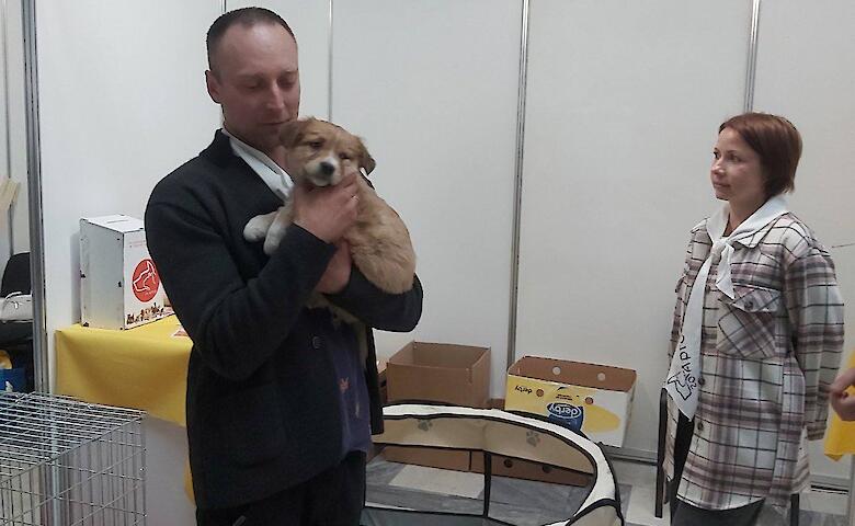 Обуховские хвостики нашли дом: три щенка усыновили на масштабном фестивале адопции в Киеве