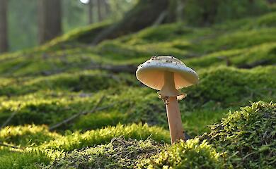 Приложение для натуралистов помогает разоблачать преступления: пример iNaturalist