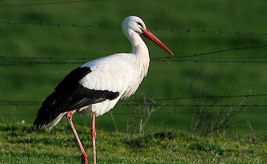 Спасатели госпитализировали аиста из Подгорцев: он в тяжелом состоянии