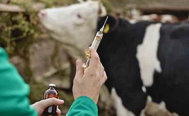 В Обуховском районе будут вакцинировать скот против сибирской язвы: где и когда